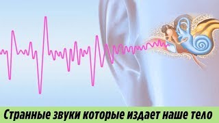 Топ 6 Странных Звуков Которые Может Издавать Наше Тело Самые Интересные Факты О Нашем Организме