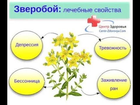 Трава счастья "О лечебных свойствах Зверобоя" (САМОПОЗНАНИЕ)