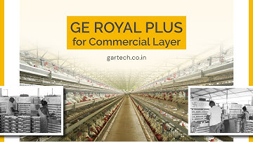 GE Royal Plus+ by Gartech – Game-Changer in Tropical Poultry Farming!