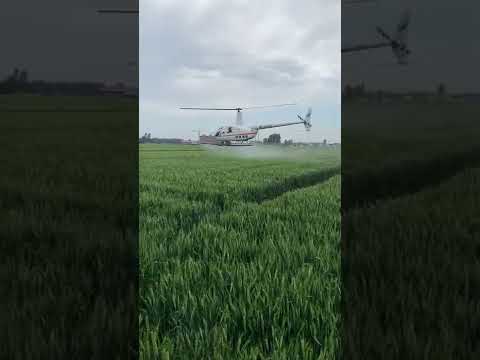 Agricultural spraying helicopter #Shorts