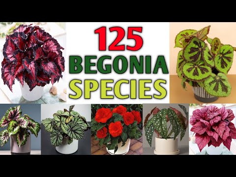 Video: Begonia: locul de naștere al plantei. Begonia: soiuri, fotografii