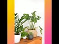 Растения для дома комнатные I Цветы в интерьере I Фото