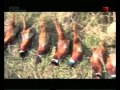 Особенности охоты на Руси.Охота на фазана.avi