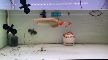 Ghép 2 huyết long... ae cùng đợt kết quả nhé