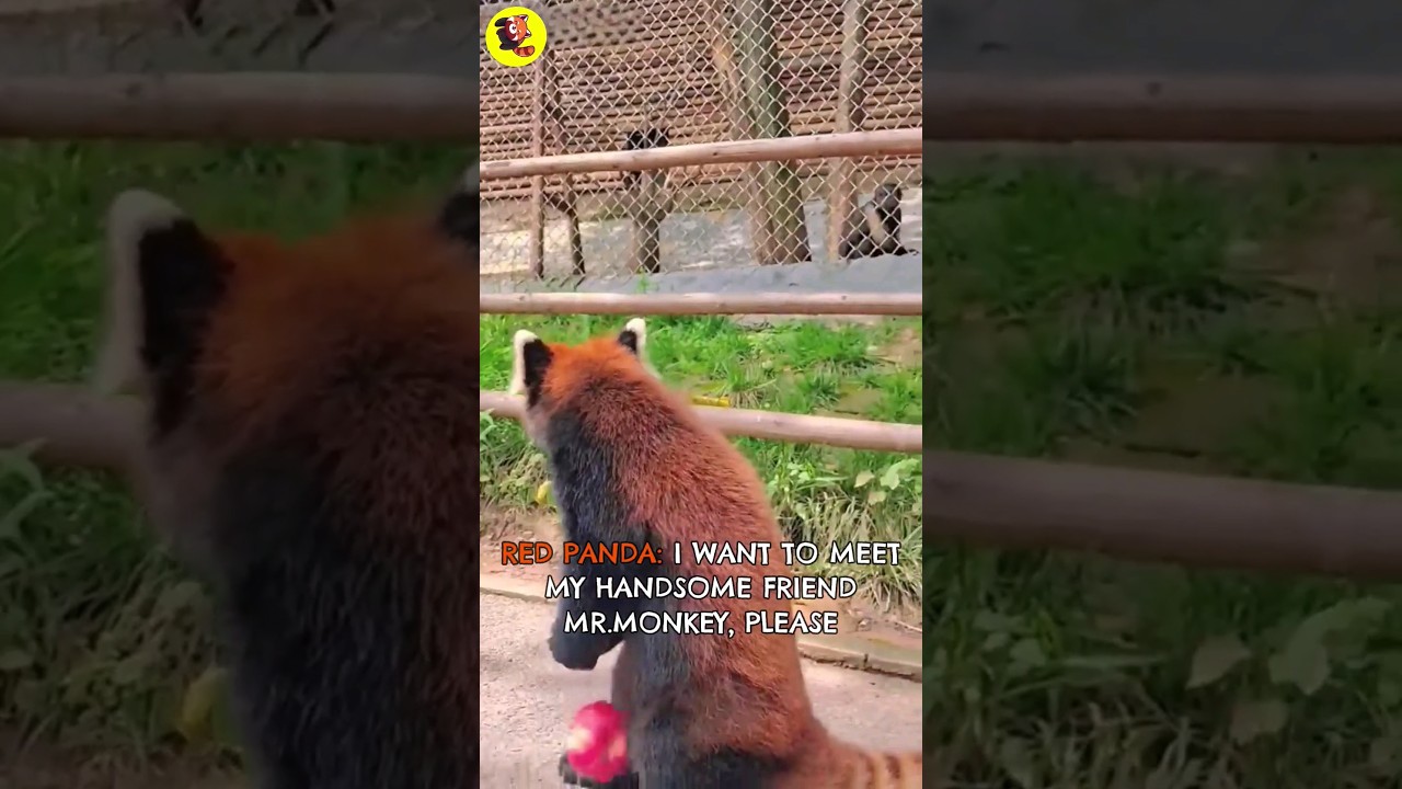 This SCARY(cute) Red Panda meet HANDSOME Mr. Monkey