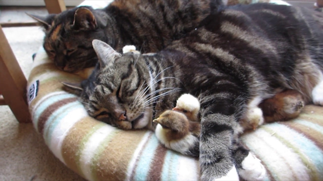 Chicks and Cats Snuggle Together YouTube