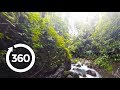 Through the rainforest 360