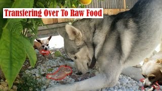 Ep.1 How To Transfer Your Dog To Barf Diet, Buying The Chicken(cost) Ep.1 How To Transfer Your Dog To Barf Diet, Buying The Chicken(cost)