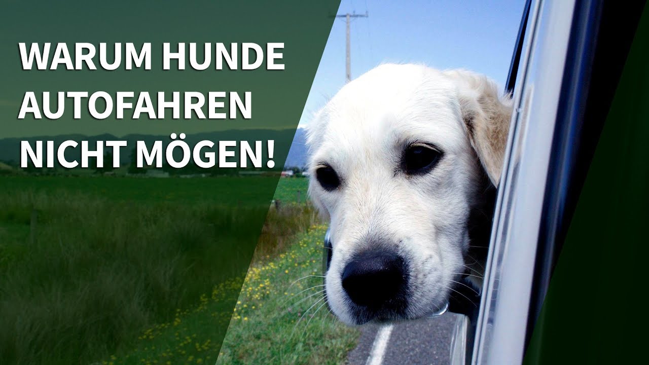 Harmoni udpege Fortryd Hund Auto - Warum Hunde Autofahren nicht mögen! - YouTube