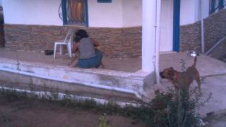 Genç Kadının Vahşi Köpekle Imtihanı P