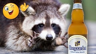 Енот жжет! Домашний, но пьяный и смешной енот зашел к кошкам на пиво и стал учить как полоскать еду! Енот жжет! Домашний, но пьяный и смешной енот зашел к кошкам на пиво и стал учить как полоскать еду!