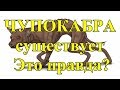 ЧУПОКАБРА существует. Это правда?