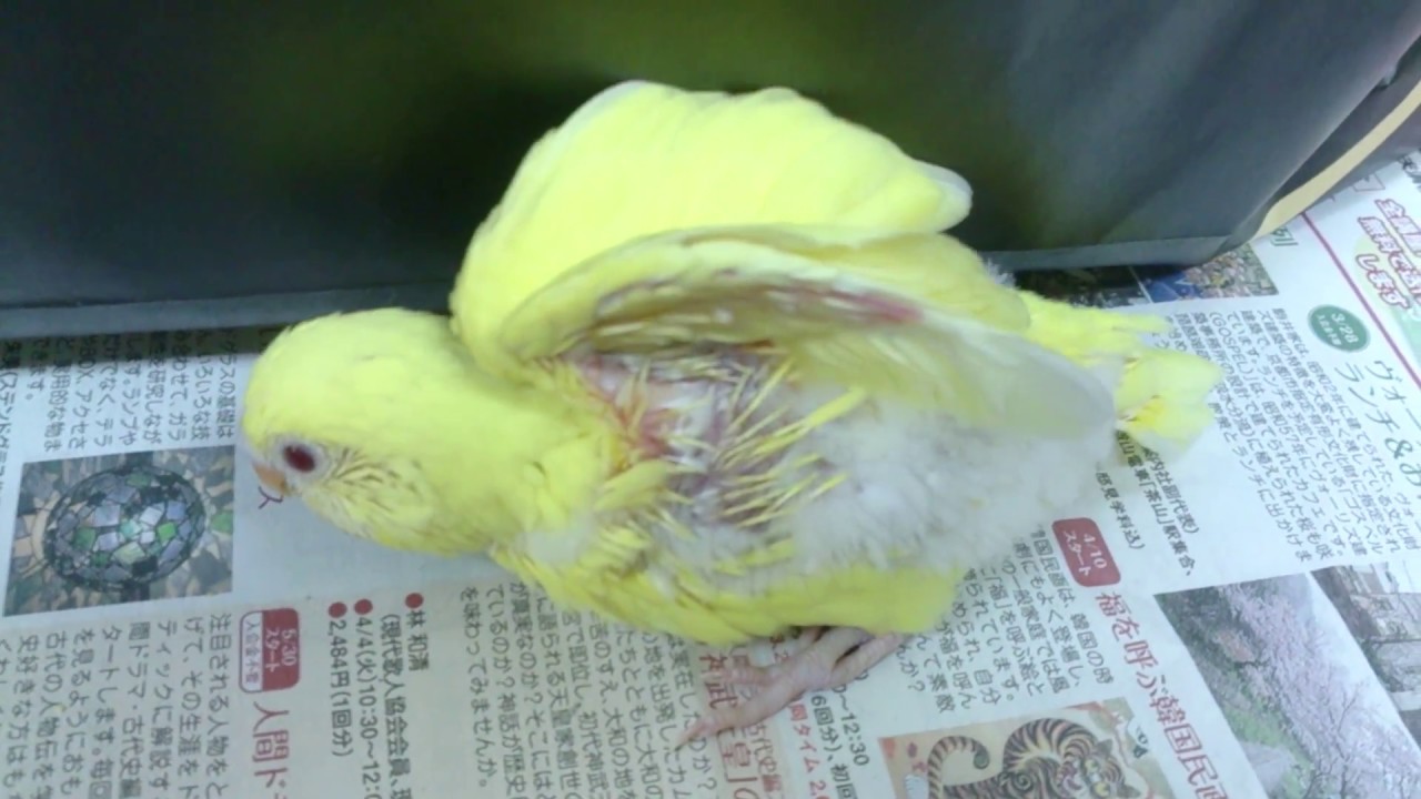 ペタペタ足音がかわいいセキセイインコ メス ひな かごの外に出してみた １３６ Youtube