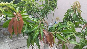 Grafting mangoes Multiple varieties on a single tree UPDATE! October 8, 2018