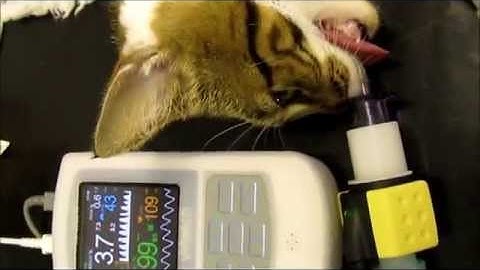 Rapid VM-2500 Capnograph Startup on Cat under Anaesthesia