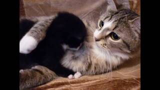 коты воители герои племен коты воители герои племен