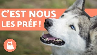 TOP 10 des races de chiens les plus populaires du MONDE