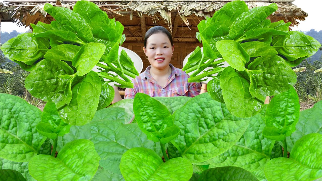 Giant Malabar Spinach Season: Harvesting & Selling at the Market | Single Life with Cook & Harvest