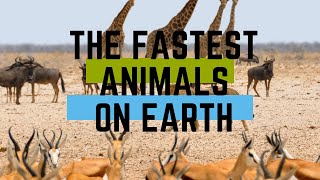 The Fastest Animals On Earth