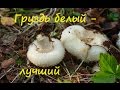 Белый груздь - лучший гриб для засола.