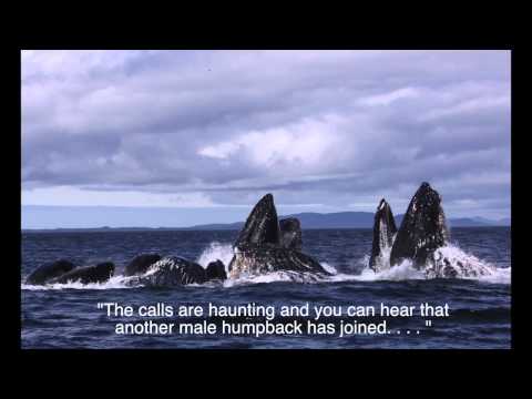 Whale song 3