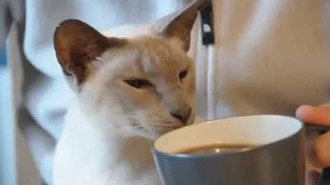 Nikon D90 Live View Test