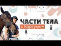 Сербский язык. Части тела.