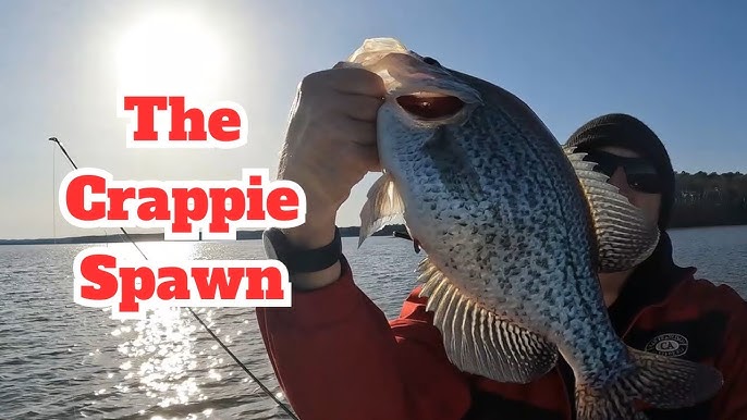 CRAPPIE SCHOOLS, Mid Winter Crappie Tips and Tactics! (My first experience  using down view) 