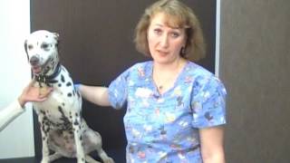 видео Как сделать укол собаке внутримышечно