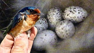 Rescuing this barn swallow so they can start a family 🐦