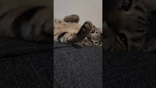 Cute Fat Cat Purrs
