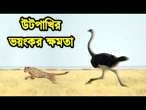 ভিডিও: উটপাখির কি ডানা আছে?