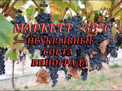 Виноград Маркет Описание Фото