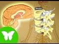 La Eduteca - El sistema nervioso