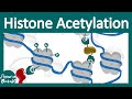 Histone acetylation  chromatin modification  what does histone acetylation do