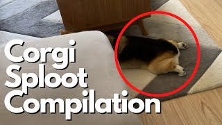 Corgi Sploot Compilation