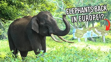 REWILDING EUROPE: Restoring South Europe