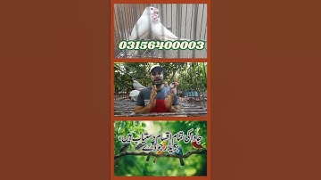 Fawn Sparrow Breeding tips , Java Sparrow , Java Finch , White Java , Silver Java