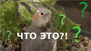 Странное поведение попугая  -   ЧТО ОНА ДЕЛАЕТ???