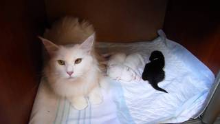 кошка мейн кун с котятами 10 дней от роду кошка мейн кун с котятами 10 дней от роду