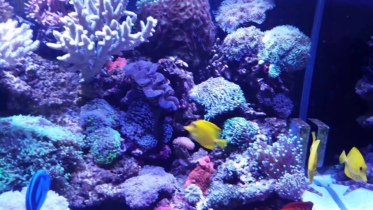 best reef aquarium radion