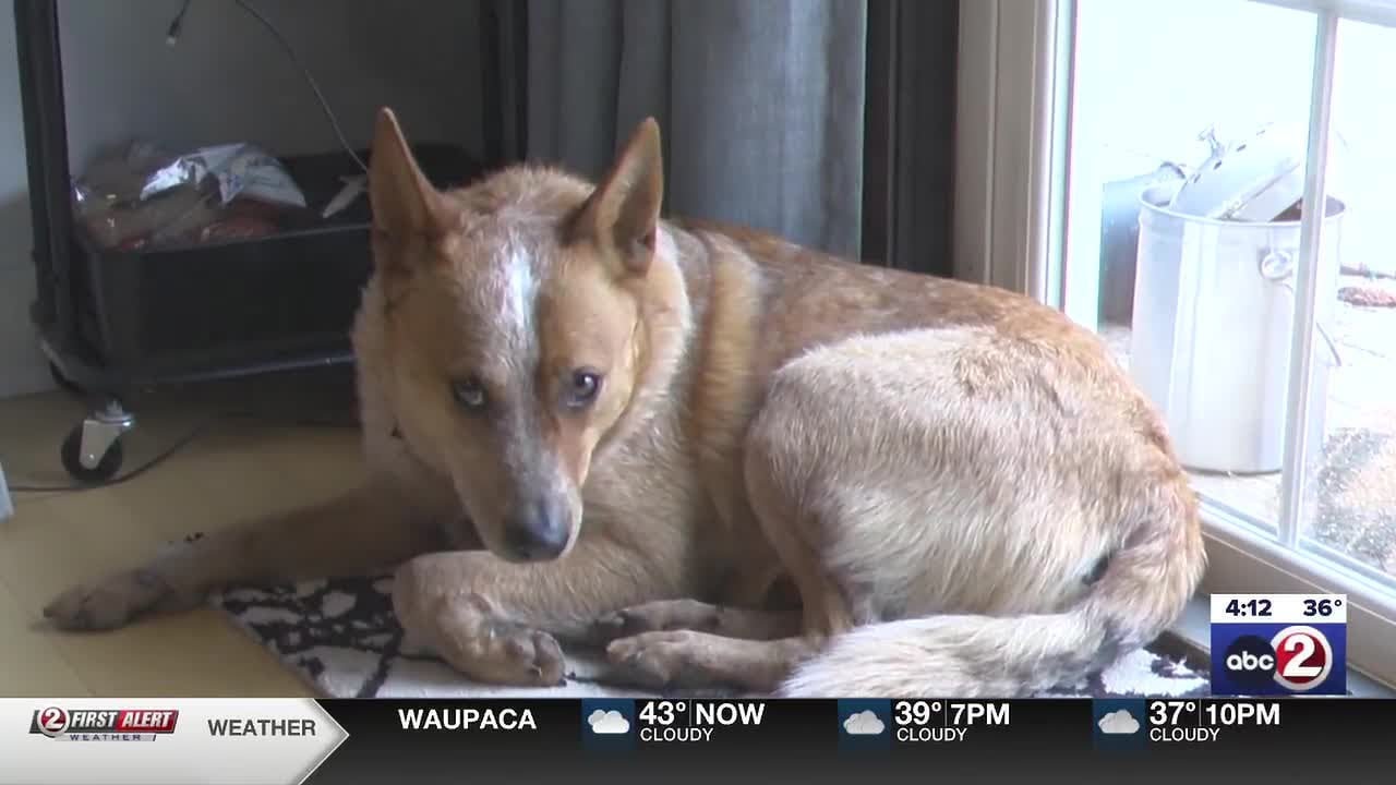 Lost family dog traveled 37 miles, survived sub-zero temps