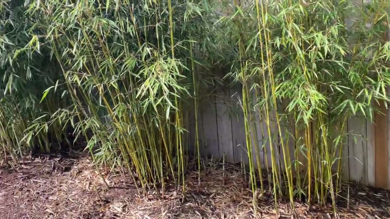New spring growth of Fargesia robusta - how tall will they get?