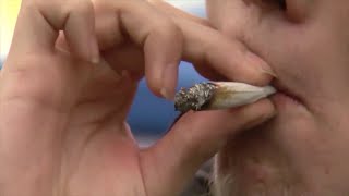Coalition nears enough signatures to force Ohio lawmakers to act on recreational marijuana