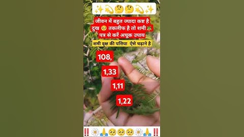 जीवन में बहुत दुख और बहुत कष्ट बहुत तकलीफ है तो शमी पत्र की 108, 111,133,122 ,पत्तियों से करें उपाय