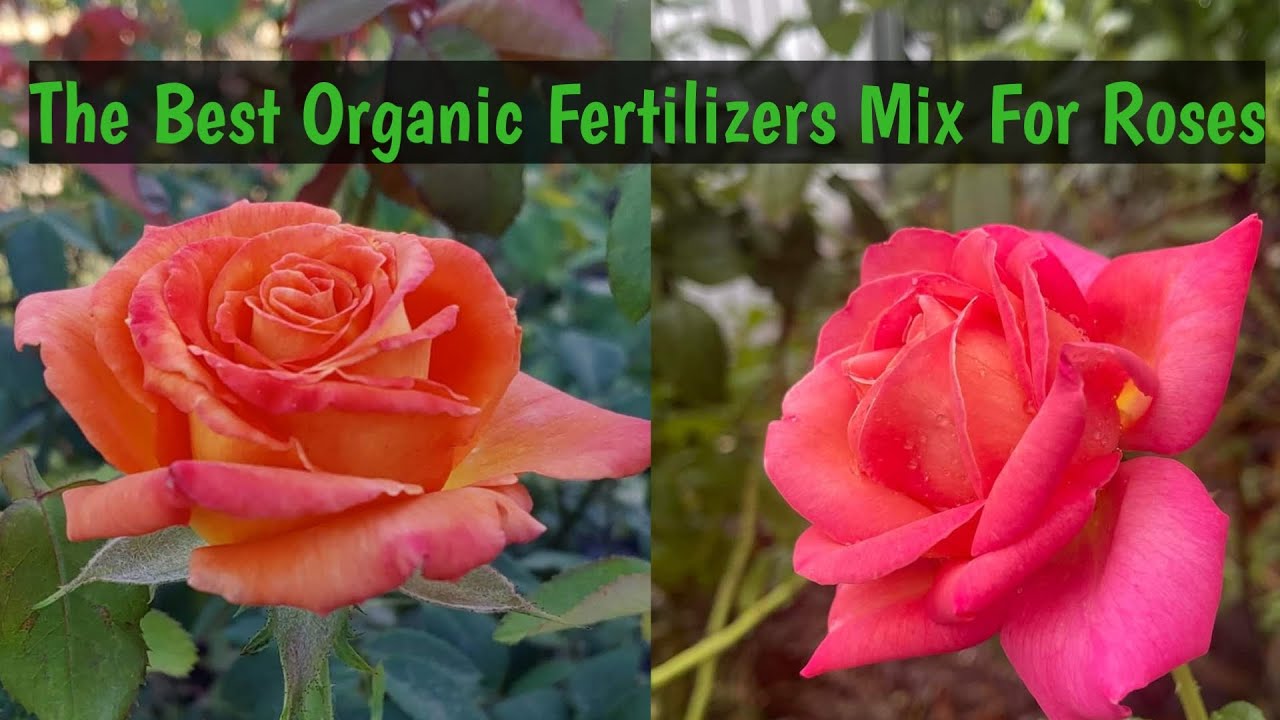 The best organic fertilizers mix for roses. YouTube