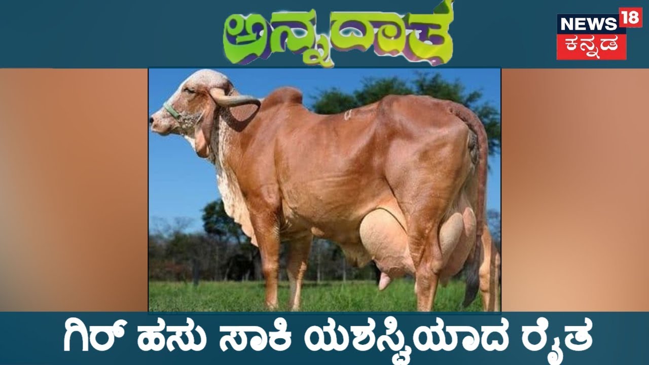 ಅನ್ನದಾತ | ದೇಸಿ ಹಸು - ಹಸನಾದ ಬಾಳು! | Nov 30, 2018