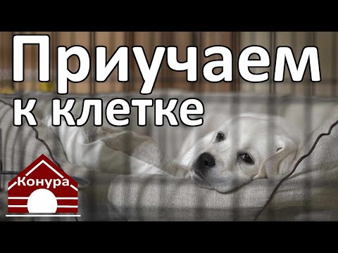 Видео: Должен ли щенок спать в клетке?