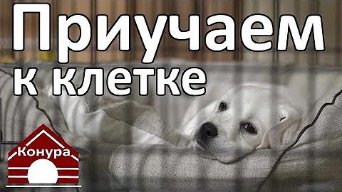Как приучить собаку к клетке