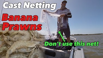 PRAWNING the LOGAN RIVER - Finding a feed despite using the wrong net  🦐.